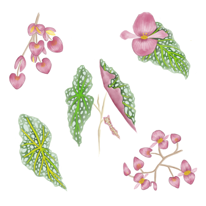 Begonia maculata