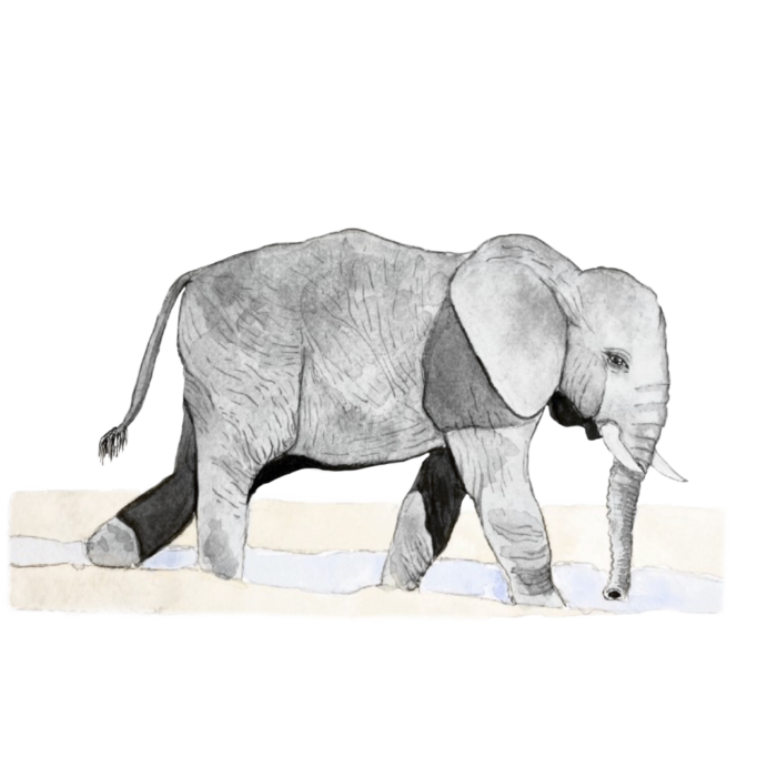 Elefanta